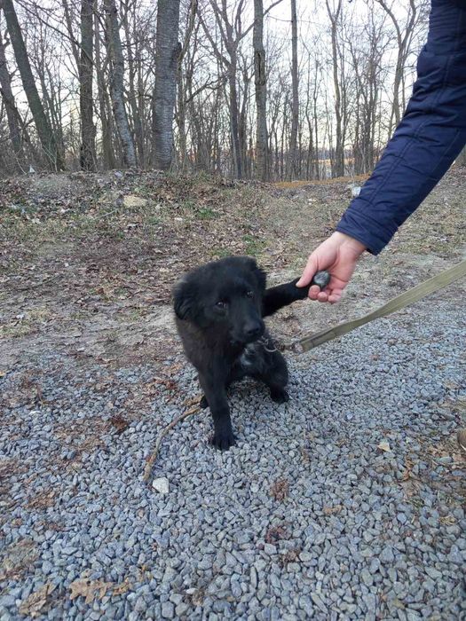 Собачка дівчинка.