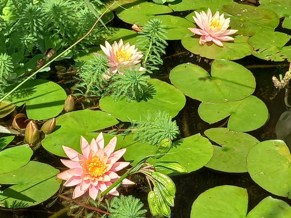 Lilie wodne z mojej uprawy i nie tylko