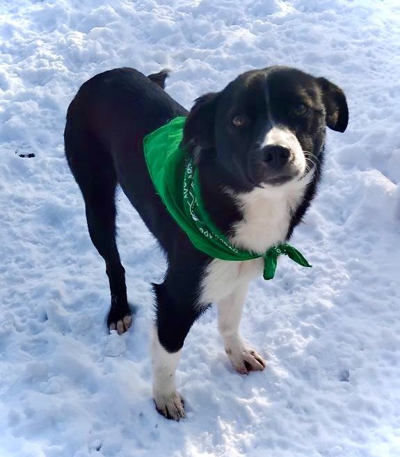 Дівчинка в добрі руки