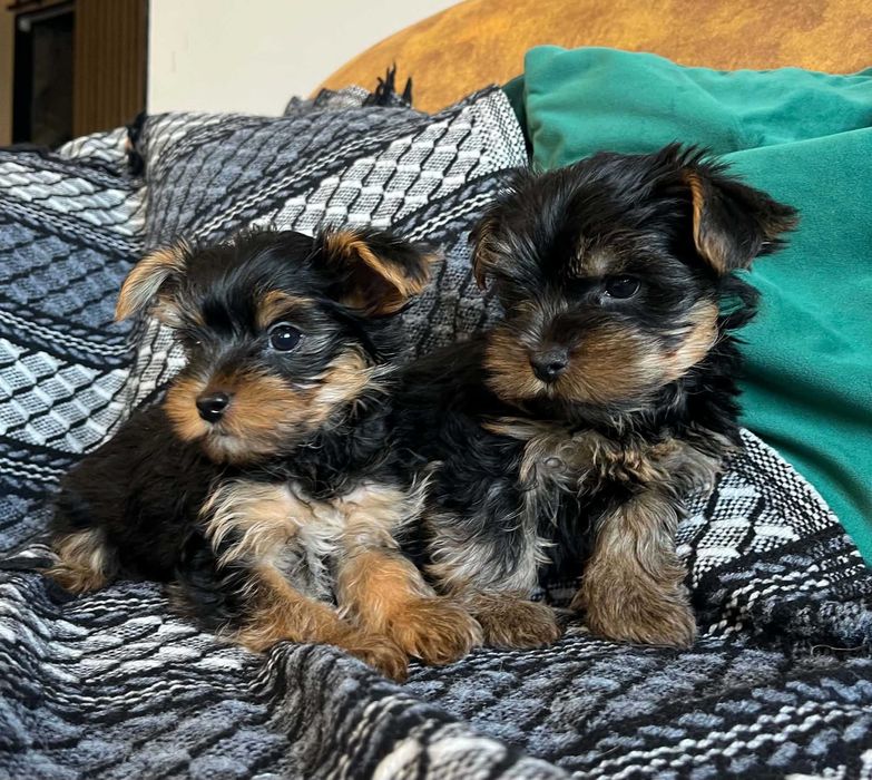 Yorkshire terrier pieski