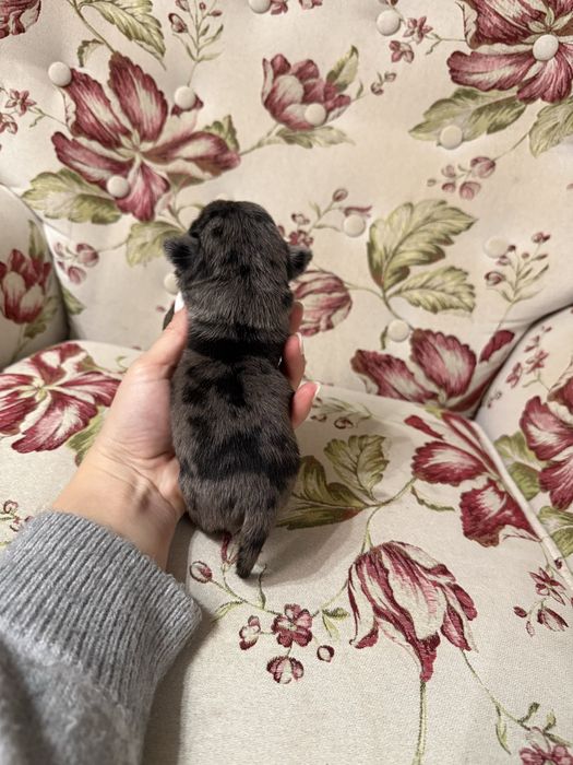 Excelente Pug Carlin de Qualidade