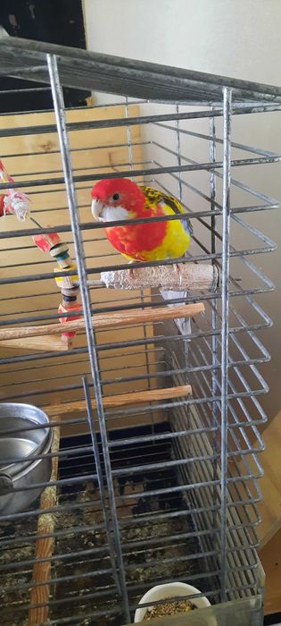 rosela macho manso a cantar