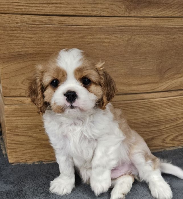 Cavalier King Charles Spaniel