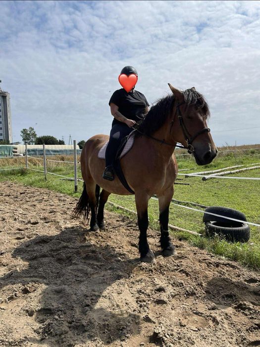 Klacz idealna w spokojny teren