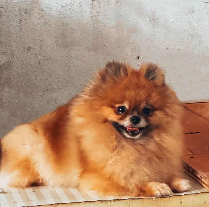 Negociavel Lulu da pomeranea mini