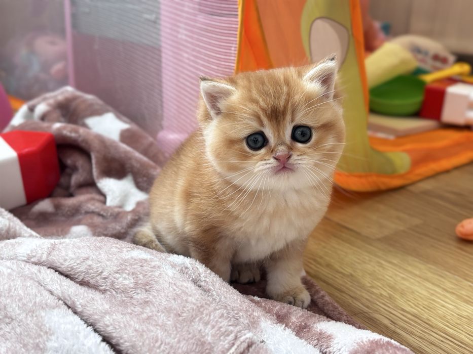 Муркотик золотої шиншили
