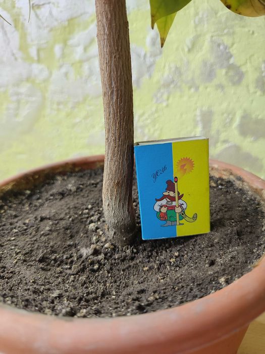 Саусеп (Сметанне яблуко / Annona muricata), екзотичне дерево, 5 років