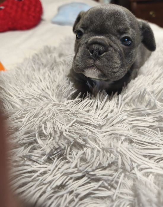 Chłopczyk  buldog francuski blue