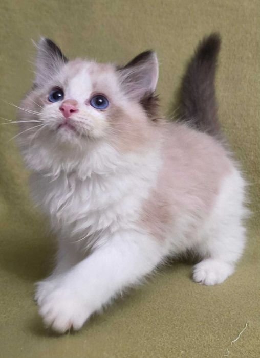 kociak rasy ragdoll