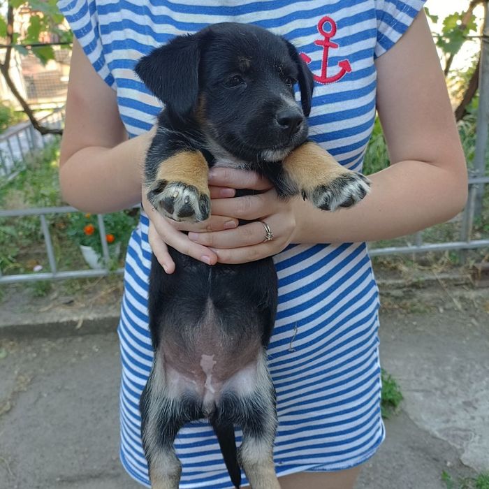 Віддам безкоштовно цуценят