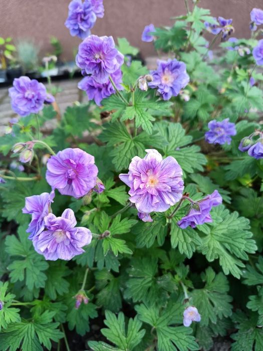 Садові та кімнатні герані