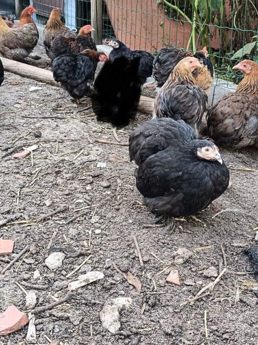 Pekins Várias Cores