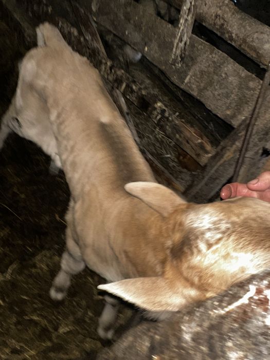 Продам телятко( дівчата)