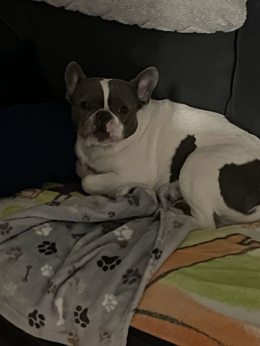 Oddam buldoga francuskiego