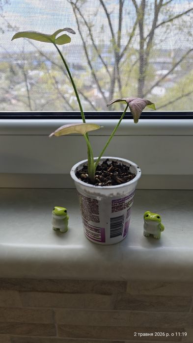 Syngonium Regina Red