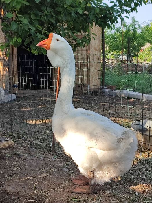 Продам гусей холмогорів та тульських горбоносих