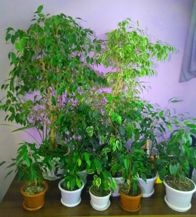 Обмін на саджанці лохини.  Фікус Бенджамін Кінкі Даніель