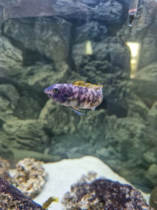 Labeotropheus tumbi west