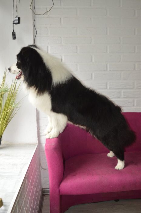 Чистокровні Border Collie