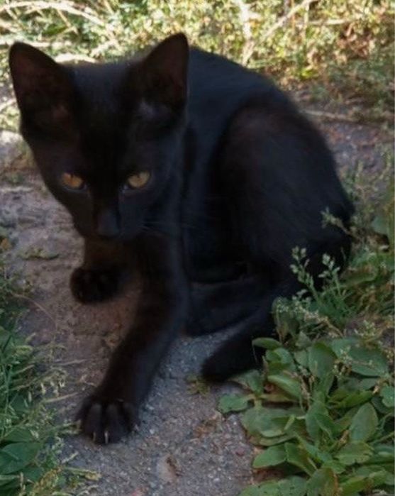 Кошенята метис британця в добрі руки британец котята в хорошие руки