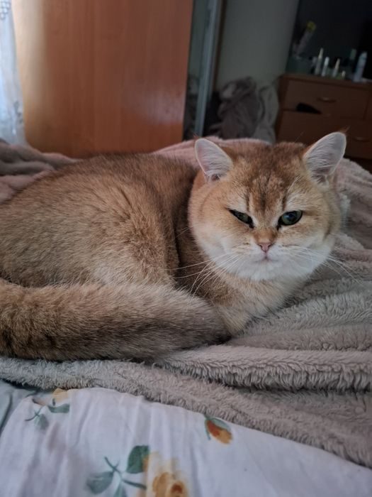 Золоташиншила шукає кавалера