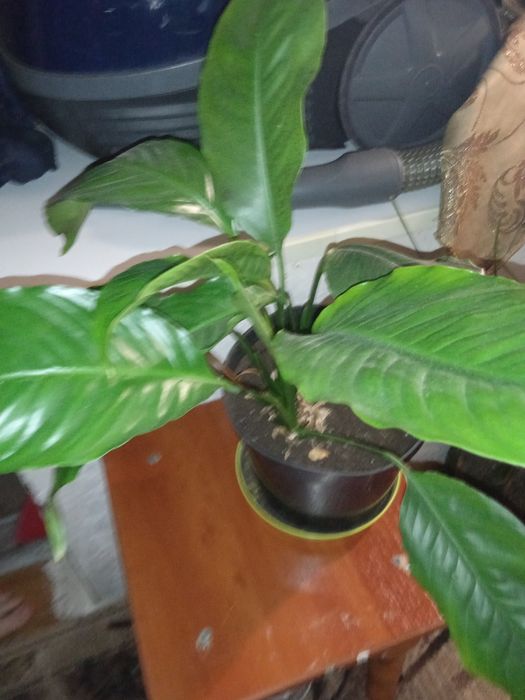 Спатифиллюм Уоллиса