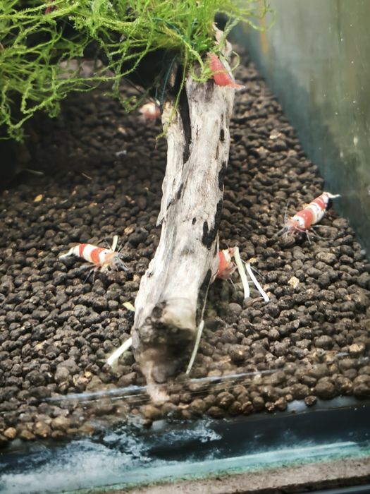 Camarões Caridina Crystal Red/black/white/tiger