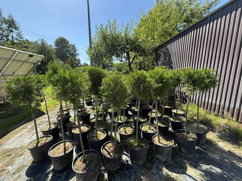 Drzewko ozdobne  w formie piennej   kulista  korona kulka na pniu tuja