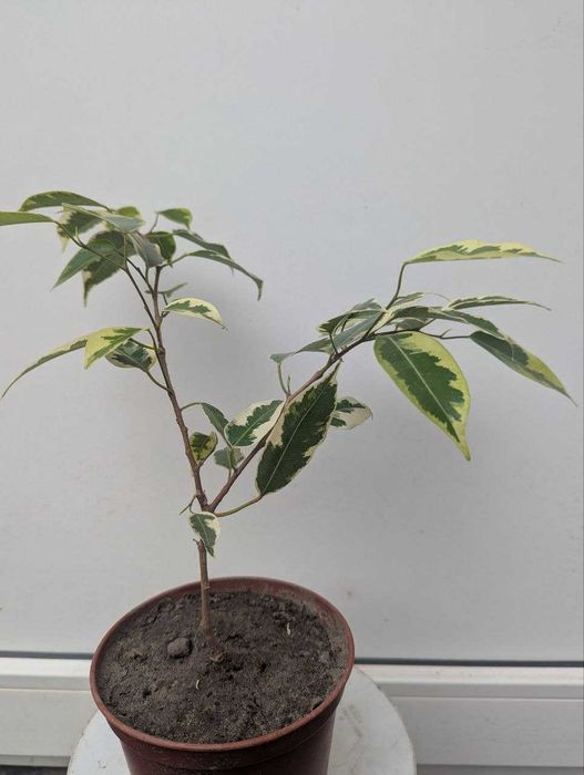 Кімнатні рослини (бегонія, дендробіум, сансівєра)