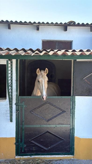 Poldro lusitano (letra U)