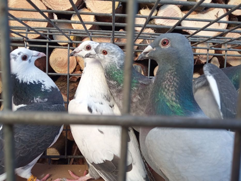 Gołębie pocztowe sprzedam!!!