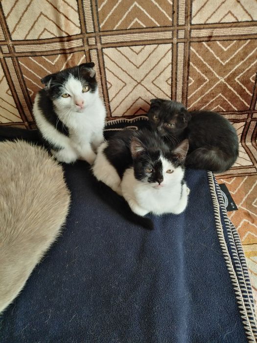 Віддам котенят в добрі руки