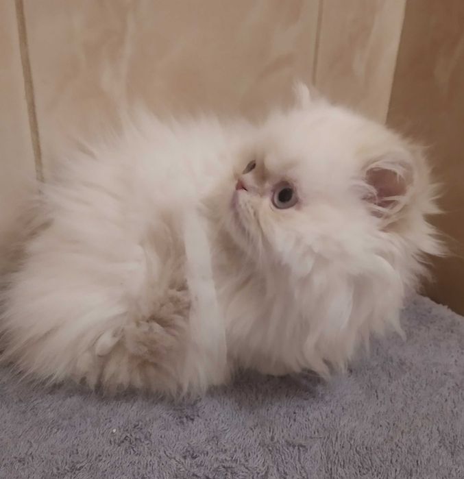 Персидский мальчик