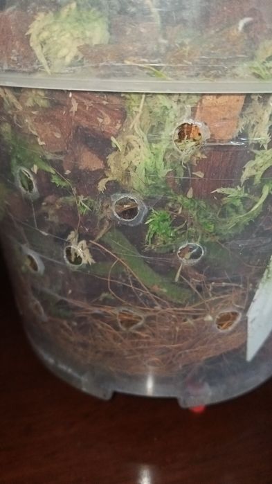 Орхідея фаленопсис