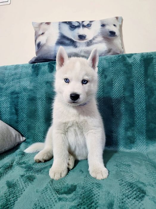 Siberian Husky niebieskooki po InterChampionach zkwp fci Siberian Husk