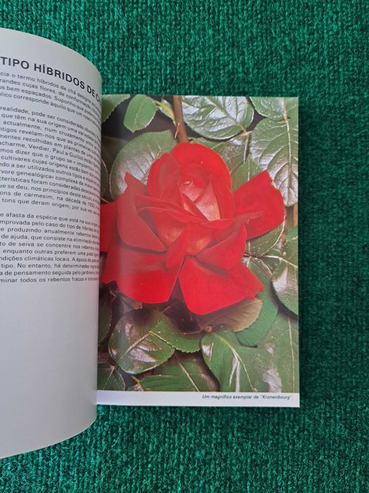 Guia Prático das Rosas - Mark Mattock
