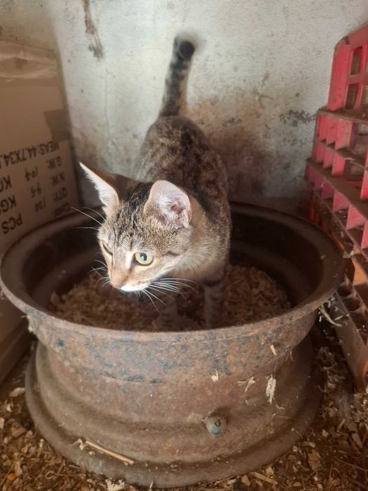 Gatinha para adopção