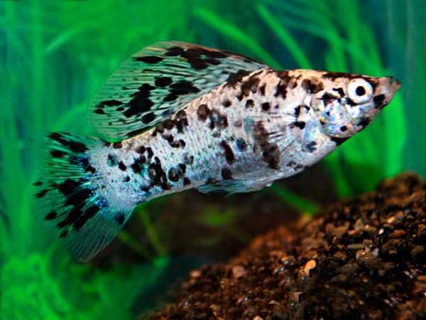 Molinezja żaglopłetwa calico - XL - Poecilia velifera - dowóz