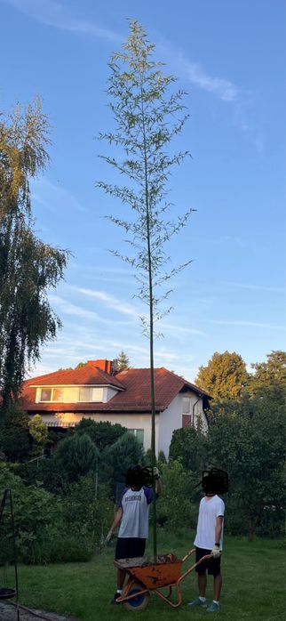 Bambus 7m. Phyllostachys vivax i Phyllostachys Shanghai 3