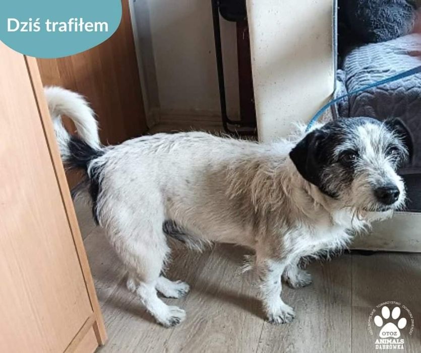 Znaleziony pies Bolszewo