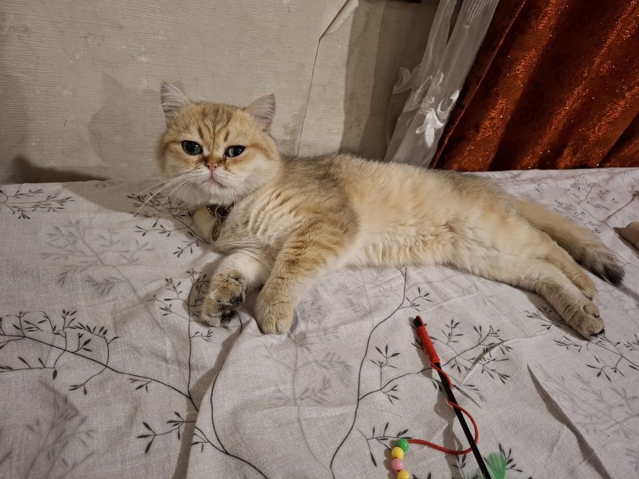 шотланський котик