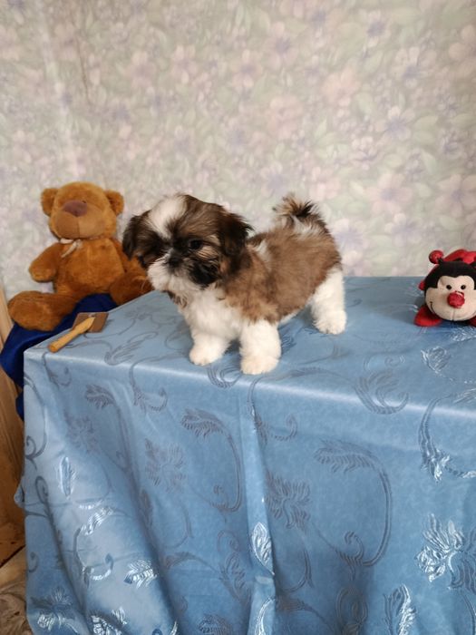 Продаются щенки ши тцу