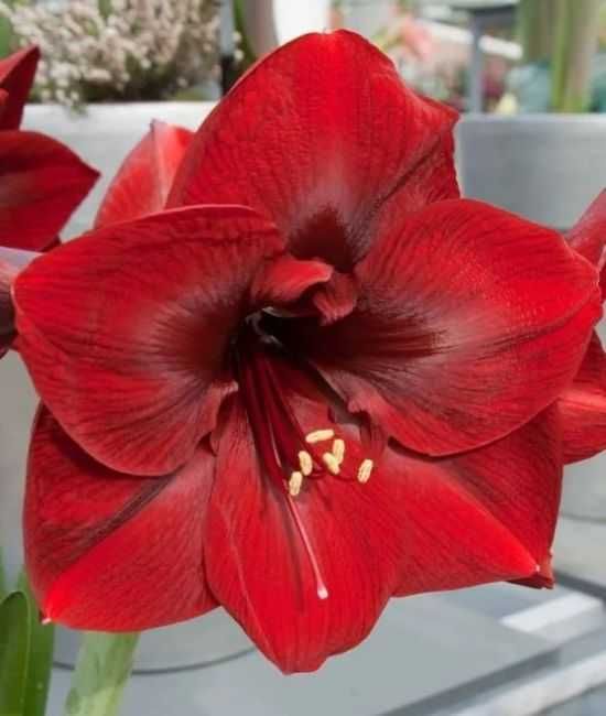 Amarylis zwartnica hippeastrum Royal Velvet czerwona 1 cebula za 24 zł