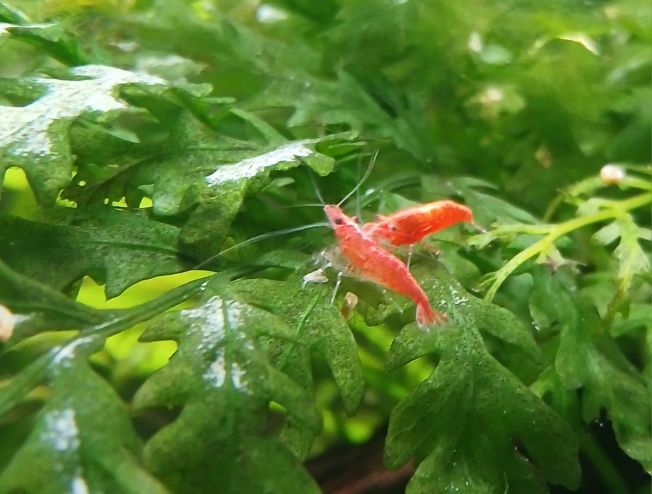 Camarões Neocaridina Red Cherry