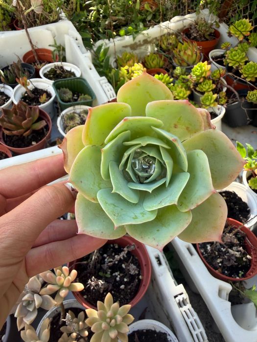 Suculentas variadas 3€ cada
