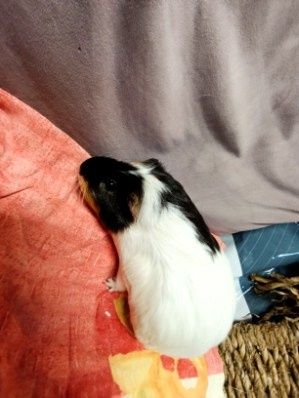 Świnki morskie do adopcji.