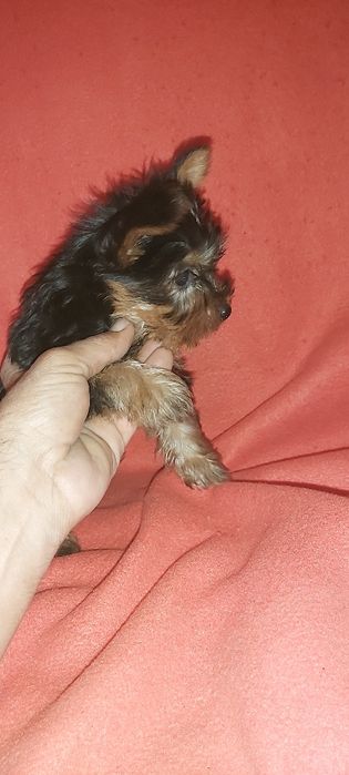 Yorkshire terrier