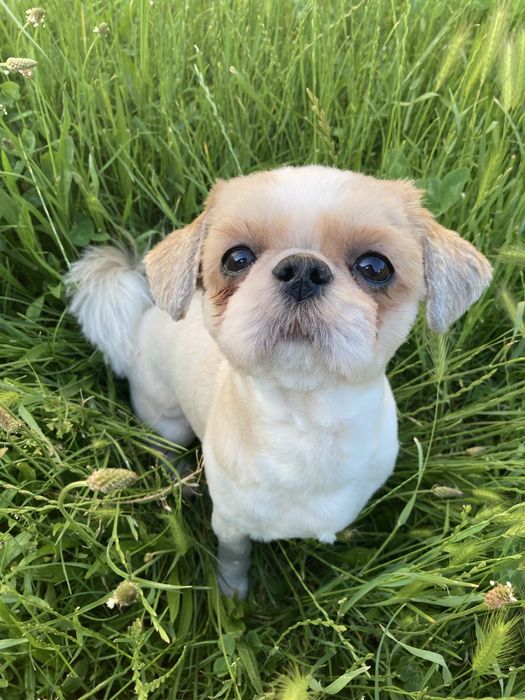 Пропонуємо для вʼязки собаку породи ши-тцу