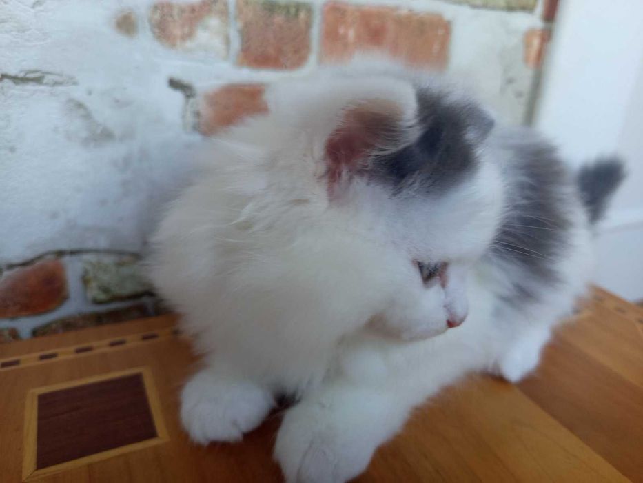 Котики сибірської породи.