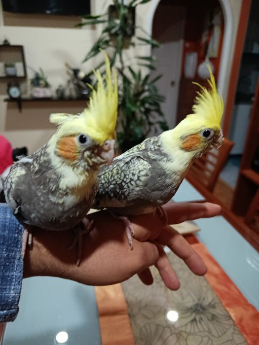 Cedem se agapornis e caturras domesticados